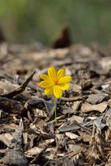 Beautiful flower seedling growing  as a concept of new life