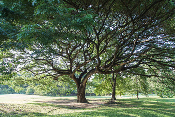 Obraz premium Bright autumn landscape in the city park.,Vachirabenjatas Park (Rot Fai Park) in Thailand