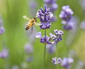 Lavender