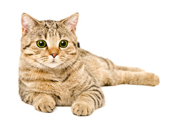 Young cat Scottish Straight lying isolated on a white background