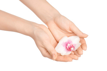 Nature and spa vacation topic: a woman's hand holding a beautiful purple flower isolated on a white background in studio