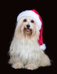 Havaneser mit Weihnachtsmütze