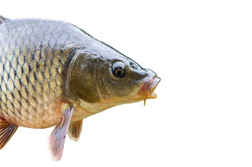 Fototapeta premium Head carp isolated on white background