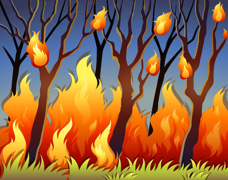 Trees in forest on fire
