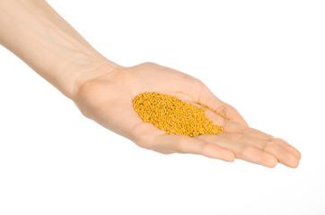 Spices and cooking theme: man's hand holding a bunch of dried grain of mustard isolated on white...