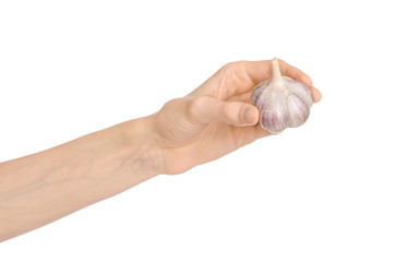 Spice and cooking theme: man's hand holding a dry garlic isolated on a white background in studio