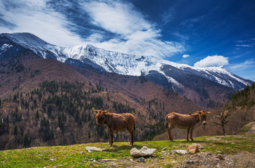 Caucasus landscape with two Donkeys