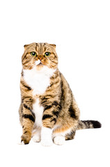 Portrait of Scottish Fold cat isolated on a white background