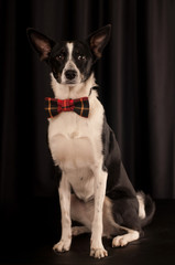 Studio portrait of black and white dog