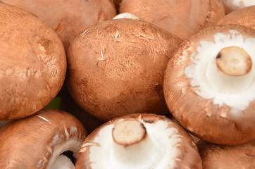 Champignon (True mushroom)