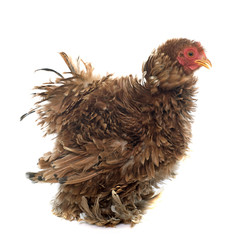 Curly Feathered chicken Pekin