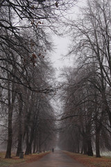 Fototapeta premium Trees and branches in dark fog. Autumn. Path leads in autumn foggy park