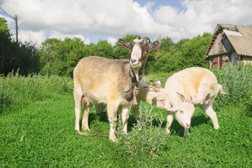 Obraz na płótnie Canvas Goat and two kids on the green grass