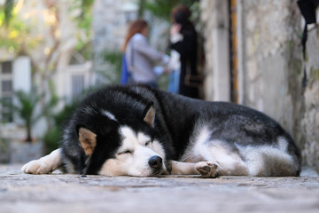 Вog of Siberian Huskies breed
