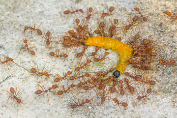 Groups red ants attack worm