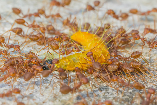 Groups red ants attack worm