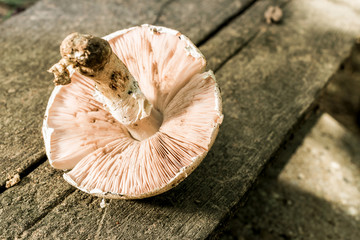Fresh mushrooms with very shallow depth of field