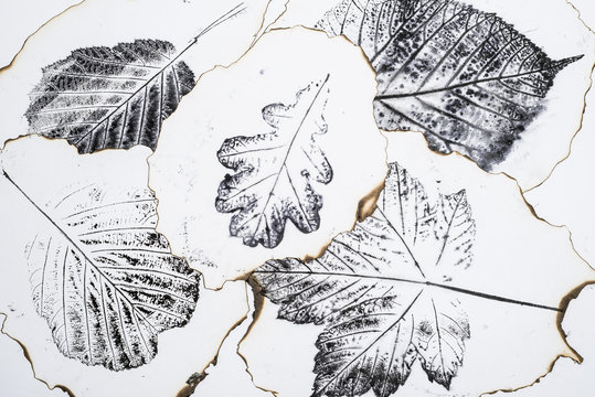 artistic image - imprints of leaves - Graphics - monotype