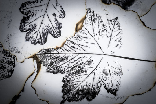 artistic image - imprints of leaves - Graphics - monotype