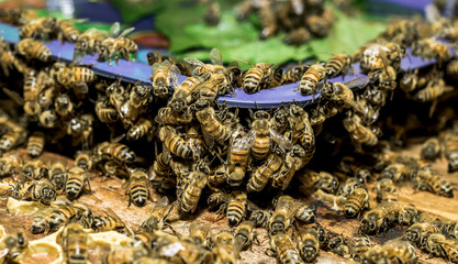 Macro shot of bees