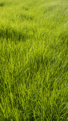 Green grass surface background