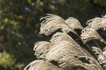 風になびくススキ1