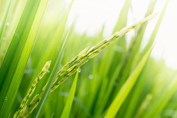 Close up of green paddy rice.