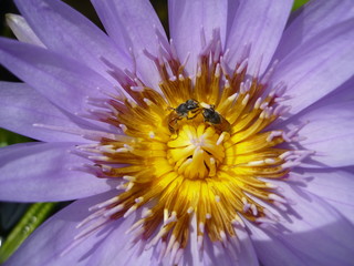 Bienen auf einer Seerosenblüte