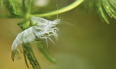Креветка вишневая (Neocaridina denticulata sinensis - Cherry shrimp) © bizonts