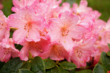 Rhododendron bei Regen