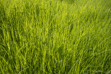 Obraz premium Green grass surface background