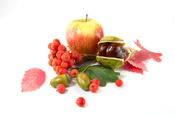 Naklejka na ściany i meble Rowan, an acorn and a chestnut, apple and autumn leaves