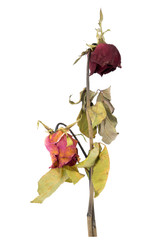 mix dried rose isolated on white background