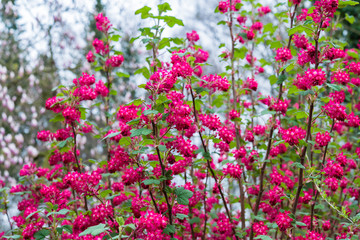 April blooming red flowering currant in spring garden bokeh background - 97273166