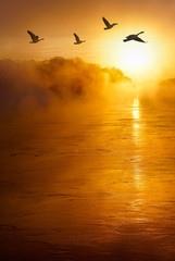 Flying birds across the river vertical image © mbolina