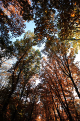 Indian summer golden-leaved trees