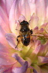 Fly on dahlia