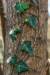 Edera sul tronco di un albero
