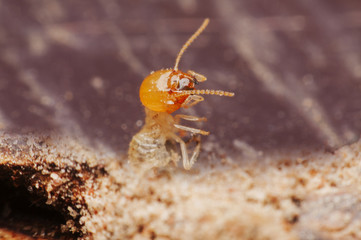 termite