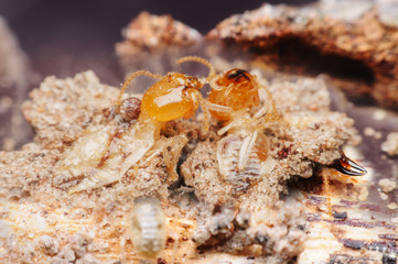 termite