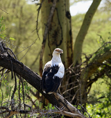 The birds of Africa.