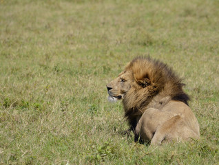 The animals of Africa. Lion