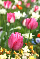 Fototapeta premium Massif de tulipes et fleurs printanières