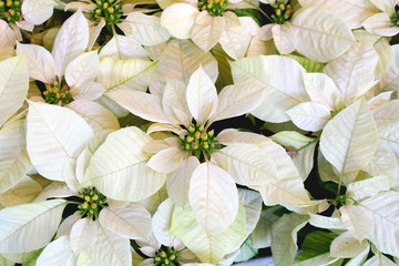 Poinsettia Enduring white