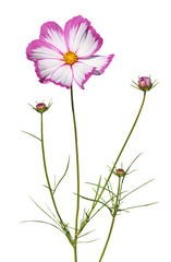 Fleur de cosmos rose et blanc © hcast