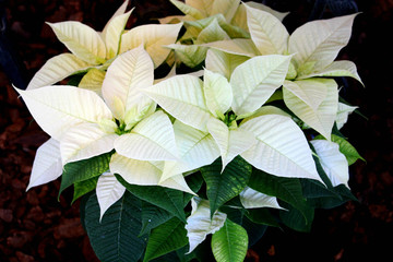 Poinsettia Enduring white