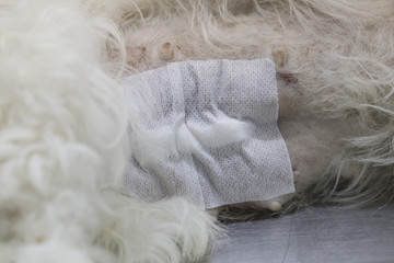 Dog wound after operation