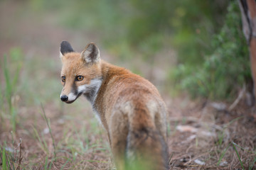 Fuchs in der freier Wildbahn