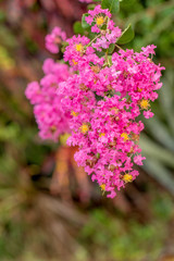 Bougainvillea flower