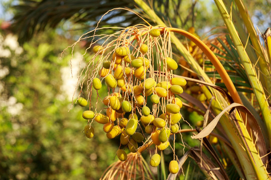 Many unripe dates on the palm